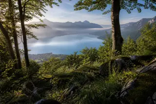 Panoramic vista over Lake Annecy from a wooded hillside with beech trees, wildflowers, and mossy rocks in soft morning light, village rooftops visible in the distance