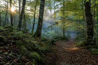 Sunbeams filtering through beech trees onto a winding woodland path near Épagny Metz-Tessy in autumn, lush green moss and fallen leaves visible.