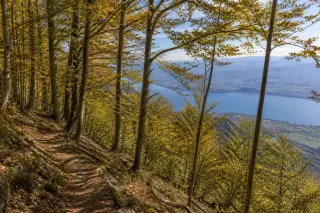 Wooded hiking trail with golden autumn leaves, view through trees to blue Lake Annecy and the basin below, natural light and tranquil alpine setting.